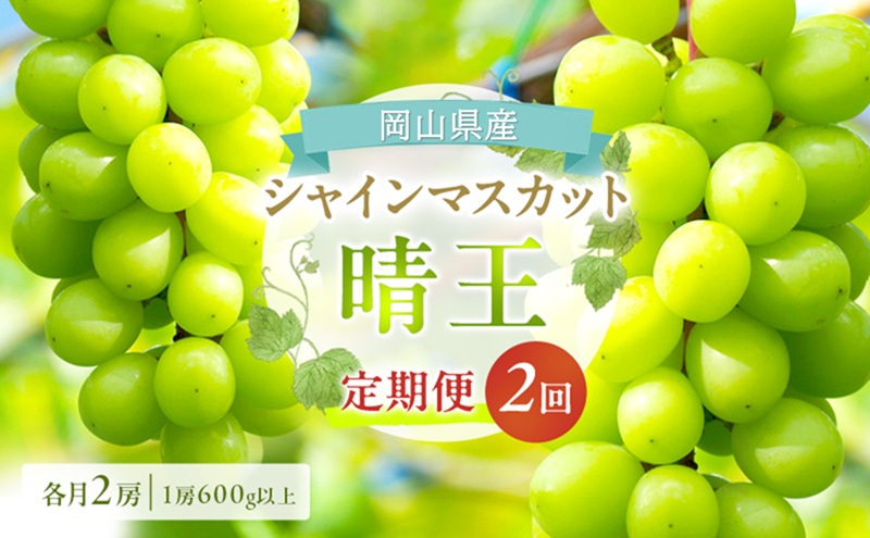 ぶどう 定期便 2026年 先行予約 シャイン マスカット 晴王 各月2房（1房600g以上） 2回コース マスカット ブドウ 葡萄  岡山県産 国産 フルーツ 果物 ギフト 上品な香り 最高級 大粒 種なし