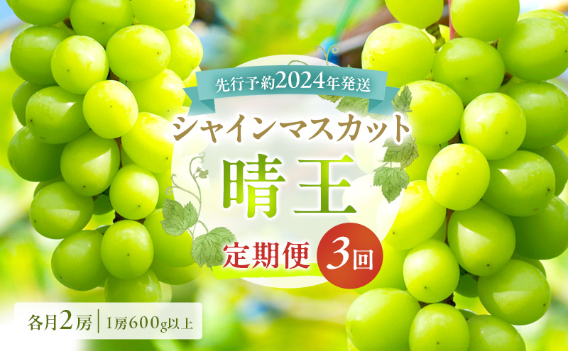 ぶどう 定期便 2024年 先行予約 シャイン マスカット 晴王 各月2房（1房600g以上） 3回コース マスカット ブドウ 葡萄  岡山県産 国産 フルーツ 果物 ギフト