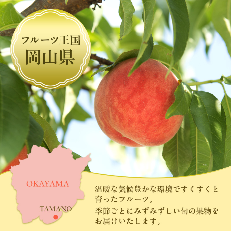 桃 定期便 2024年 先行予約 岡山 の 桃 食べ比べ 3回コース もも モモ 岡山県産 国産 フルーツ 果物 ギフト