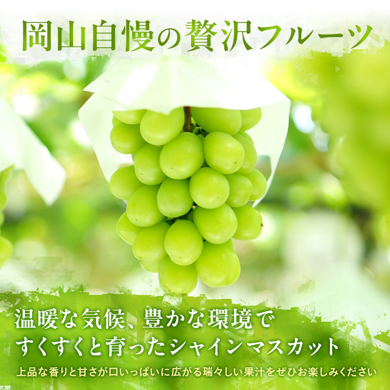 ぶどう 定期便 2024年 先行予約 シャイン マスカット 晴王 各月2房（1房600g以上） 3回コース マスカット ブドウ 葡萄  岡山県産 国産 フルーツ 果物 ギフト