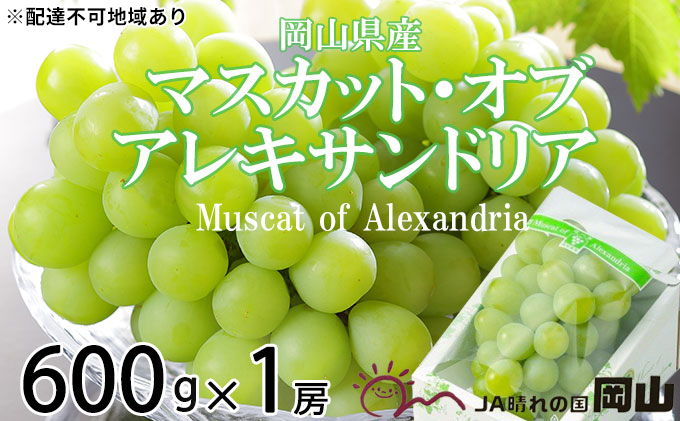 ぶどう 2024年 先行予約 マスカット ・オブ・アレキサンドリア 約600g×1房 ブドウ 葡萄  岡山県産 国産 フルーツ 果物 ギフト