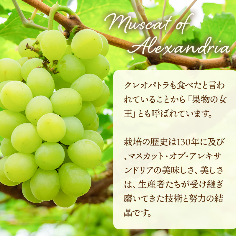 ぶどう 2024年 先行予約 マスカット ・オブ・アレキサンドリア 約600g×1房 ブドウ 葡萄  岡山県産 国産 フルーツ 果物 ギフト