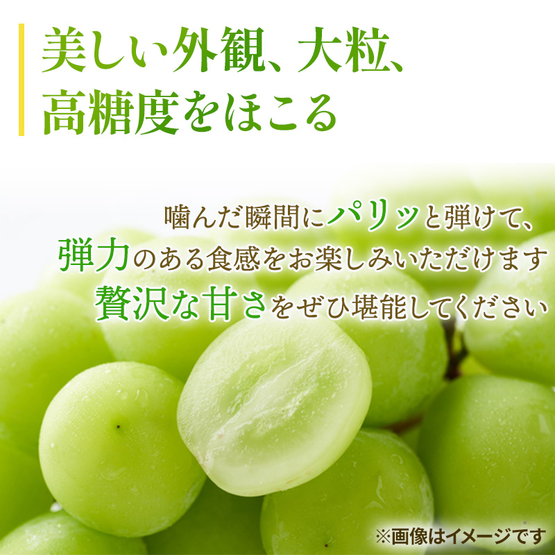 ぶどう 2024年 先行予約 ご家庭用 シャイン マスカット 晴王 3～6房 約2kg ブドウ 葡萄  岡山県産 国産 フルーツ 果物