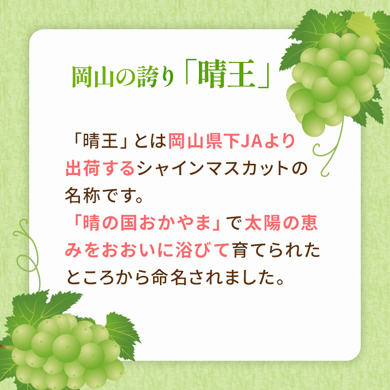 ぶどう 2024年 先行予約 ご家庭用 シャイン マスカット 晴王 3～6房 約1.5kg ブドウ 葡萄  岡山県産 国産 フルーツ 果物