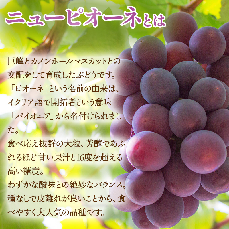 ぶどう 2026年 先行予約 ご家庭用 ニュー ピオーネ 3～6房 約2kg ブドウ 葡萄  岡山県産 国産 フルーツ 果物 巨峰 美しい 外観 大粒 高糖度 種なし 皮ごと 芳醇 酸味 美味しい 絶妙 バランス 大人気 