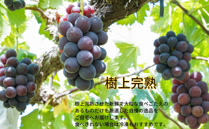 厳選 ニューピオーネ 2房 合計1.0kg以上 産地直送 朝採れ ぶどう 葡萄 Kawahara Green Farm 岡山県産 2026年 果物 フルーツ 甘味 酸味 さっぱり 大粒 種なし 人気 甘い 