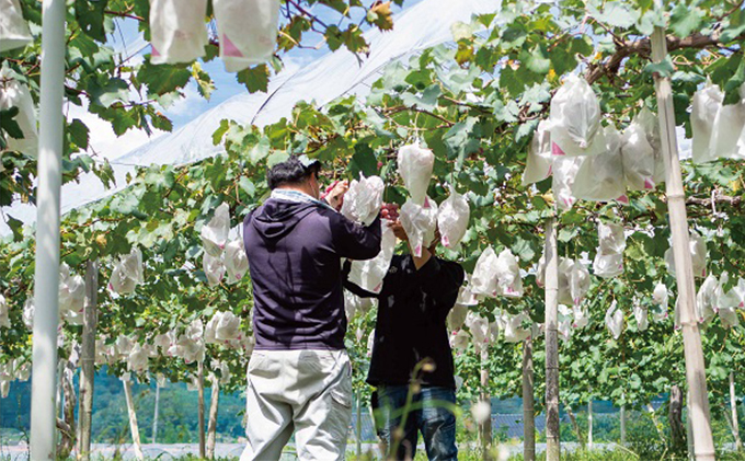 厳選 シャインマスカット 2房 合計1.1kg以上 産地直送 朝採れ ぶどう 葡萄 Kawahara Green Farm 岡山県産 2025年