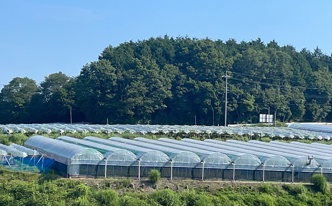 厳選 シャインマスカット 2房 合計1.1kg以上 産地直送 朝採れ ぶどう 葡萄 Kawahara Green Farm 岡山県産 2025年