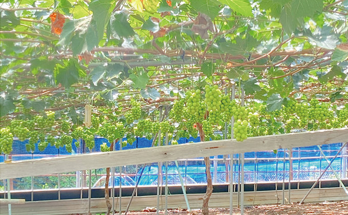 ぶどう 2026年 先行予約 シャイン マスカット 晴王 2房（合計約1kg） ブドウ 葡萄  岡山県産 国産 フルーツ 果物 ギフト 