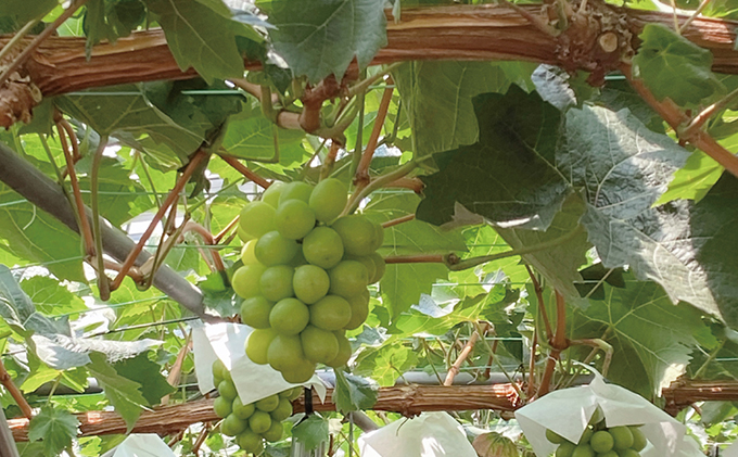 ぶどう 2026年 先行予約 シャイン マスカット 晴王 2房（合計約1kg） ブドウ 葡萄  岡山県産 国産 フルーツ 果物 ギフト 