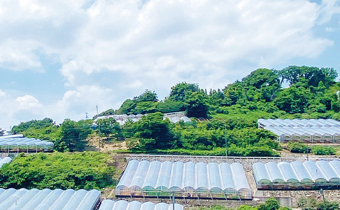 ぶどう 2026年 先行予約 9月・10月発送 シャイン マスカット 晴王 1房 約600g ブドウ 葡萄  岡山県産 国産 フルーツ 果物 ギフト 