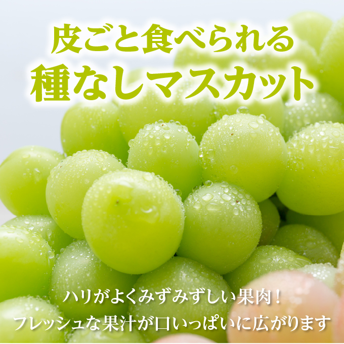 ぶどう 2025年 先行予約 ご家庭用 シャイン マスカット 晴王 優品 2房入り（1房 530g以上 露地栽培） ブドウ 葡萄  岡山県産 国産 フルーツ 果物