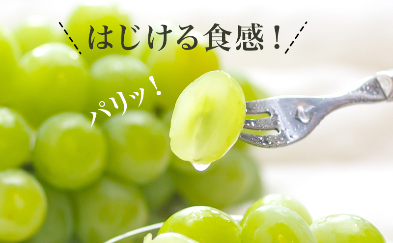 縺カ縺ゥ縺 2026蟷エ 蜈郁。御コ育エ 繝槭せ繧ォ繝繝医サ繧ェ繝悶サ繧「繝ャ繧ュ繧オ繝ウ繝峨Μ繧「 1謌ソ 700g莉・荳 蛹也イァ邂ア蜈・繧 繝槭せ繧ォ繝繝 繝悶ラ繧ヲ 闡。關 蟯。螻ア逵檎肇 蝗ス逕」 繝輔Ν繝シ繝 譫懃黄 繧ョ繝輔ヨ