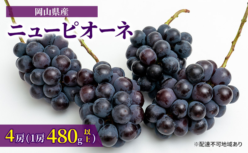 ぶどう 2024年 先行予約 ニュー ピオーネ 4房（1房480g以上）約2kg ブドウ 葡萄 岡山県産 国産 フルーツ 果物 ギフト