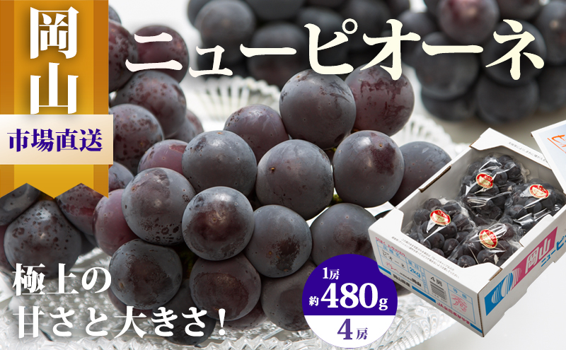 ぶどう 2026年 先行予約 ニュー ピオーネ 4房（1房480g以上）約2kg ブドウ 葡萄 岡山県産 国産 フルーツ 果物 ギフト