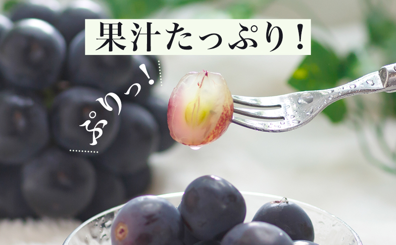 ぶどう 2026年 先行予約 ニュー ピオーネ 4房（1房480g以上）約2kg ブドウ 葡萄 岡山県産 国産 フルーツ 果物 ギフト 