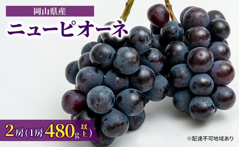 ぶどう 2024年 先行予約 ニュー ピオーネ 2房（1房480g以上）約1kg 化粧箱入り ブドウ 葡萄 岡山県産 国産 フルーツ 果物 ギフト