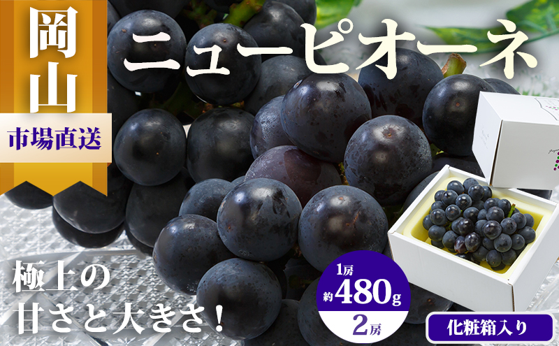 ぶどう 2026年 先行予約 ニュー ピオーネ 2房（1房480g以上）約1kg 化粧箱入り ブドウ 葡萄 岡山県産 国産 フルーツ 果物 ギフト