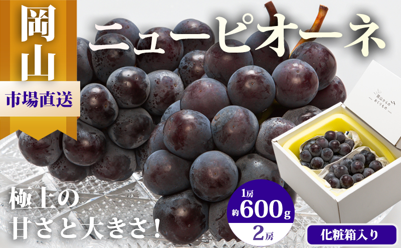 ぶどう 2026年 先行予約 ニュー ピオーネ 2房（1房600g以上）化粧箱入り ブドウ 葡萄 岡山県産 国産 フルーツ 果物 ギフト