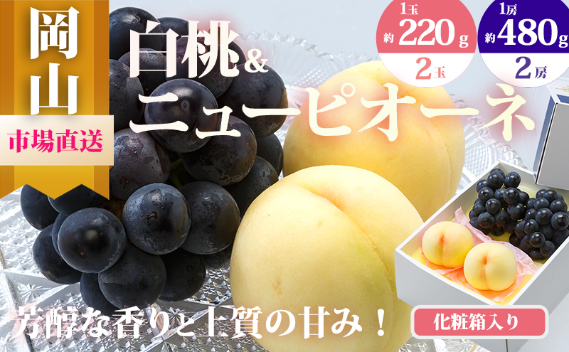 桃 ぶどう 2026年 先行予約 果物 詰合せ 白桃 2玉（1玉220g以上）ニューピオーネ 2房（1房480g以上）化粧箱入り もも 葡萄 岡山県産 国産 フルーツ 果物 ギフト