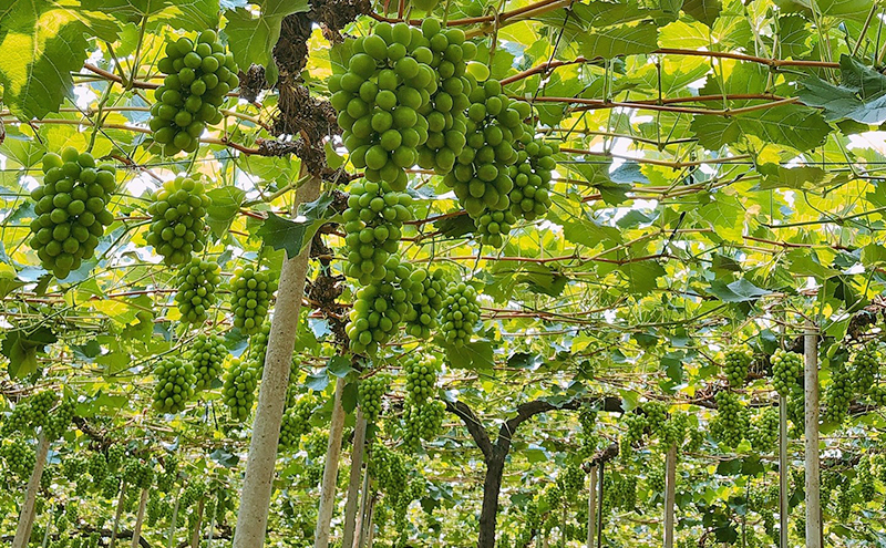 ぶどう 2026年 先行予約 【平均糖度20度】ご家庭用 農家こだわりの シャイン マスカット 2房 合計約1.0kg ブドウ 葡萄 岡山県産 国産 フルーツ 果物 【 Nini farm 農家 直送 】 岡山のぶどう デザート 食後 