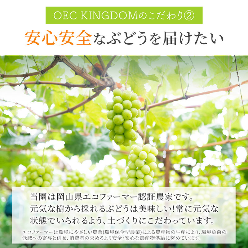 ぶどう 2025年 先行予約 ［ご家庭用］ シャイン マスカット 2房（合計1kg以上）  ブドウ 葡萄  岡山県産 国産 フルーツ 果物 OEC KINGDOM ぶどう家 果物類 