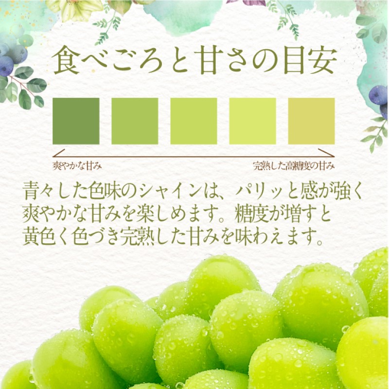 ぶどう 2025年度分 先行予約 【プレミアムシャインマスカット 晴王 1房 約550g】船穂産　赤秀品以上  岡山県産 葡萄 ブドウ ギフト ハレノフルーツ 皮ごと食べる みずみずしい 
