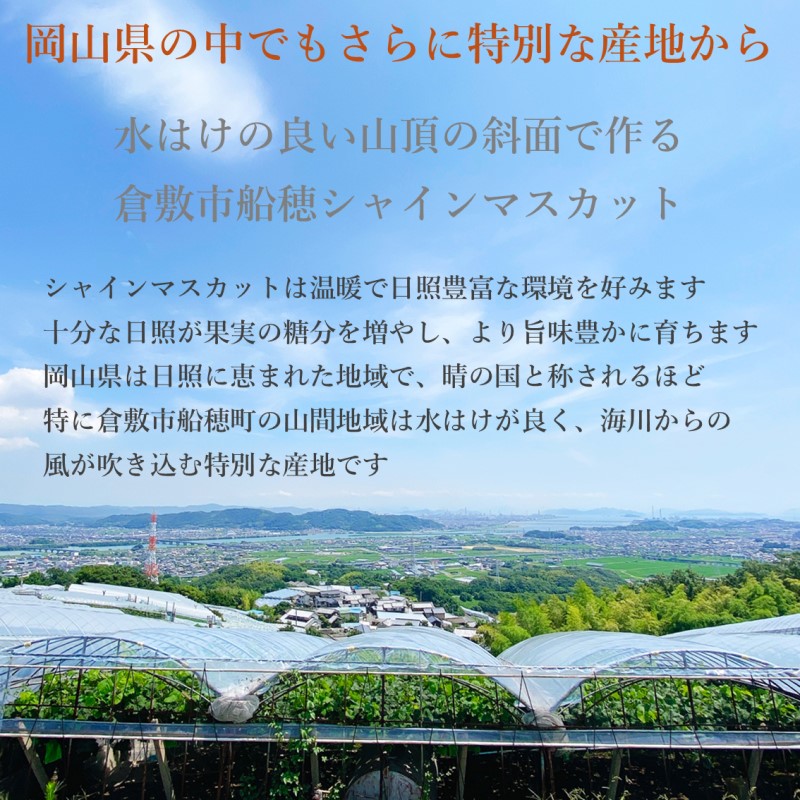 ぶどう 2025年度分 先行予約 【プレミアムシャインマスカット 晴王 2房 約1.1kg】船穂産　赤秀品以上  岡山県産 葡萄 ブドウ ギフト ハレノフルーツ 皮ごと食べる みずみずしい