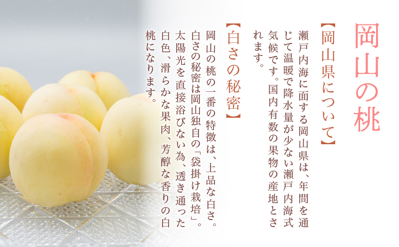 桃 2026年 先行予約 岡山 の 白桃 8玉（合計1.7kg以上）化粧箱入り もも モモ 岡山県産 国産 フルーツ 果物 ギフト 