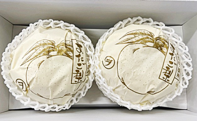 梨 2024年 先行予約 あたご梨 2玉（約1.7kg） 化粧箱入り なし ナシ 岡山県産 国産 フルーツ 果物 ギフト