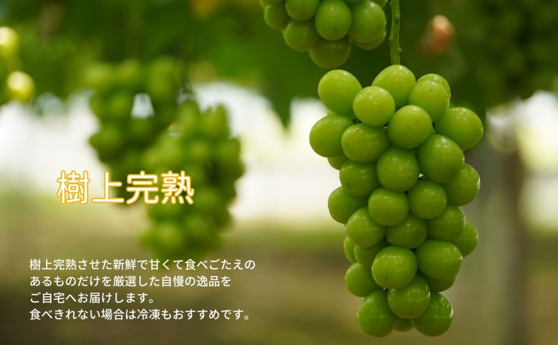 訳あり シャインマスカット 2房 合計1.1kg以上 産地直送 朝採れ ぶどう 葡萄 シャイン マスカット 岡山 Kawahara Green Farm 岡山県産 2026年 
