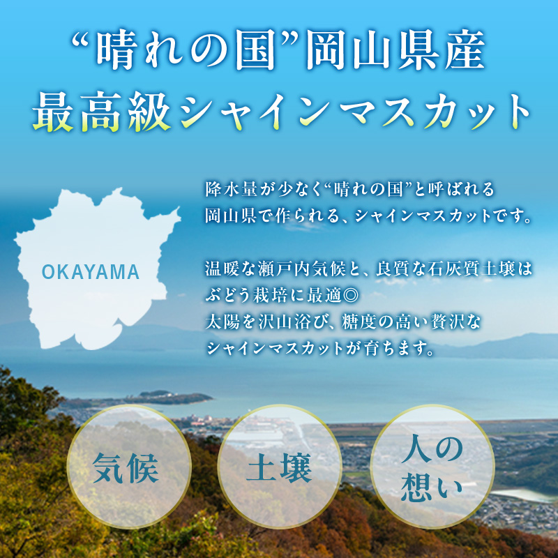 ぶどう 定期便 2025年 先行予約 シャイン マスカット 晴王 各月2房（1房600g以上） 2回コース マスカット ブドウ 葡萄  岡山県産 国産 フルーツ 果物 ギフト