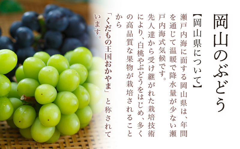縺カ縺ゥ縺 2026蟷エ 蜈郁。御コ育エ 繝槭せ繧ォ繝繝医サ繧ェ繝悶サ繧「繝ャ繧ュ繧オ繝ウ繝峨Μ繧「 1謌ソ 700g莉・荳 蛹也イァ邂ア蜈・繧 繝槭せ繧ォ繝繝 繝悶ラ繧ヲ 闡。關 蟯。螻ア逵檎肇 蝗ス逕」 繝輔Ν繝シ繝 譫懃黄 繧ョ繝輔ヨ