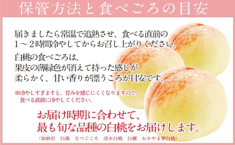 もも 2025年 先行予約 岡山匠の白桃 約1.5kg 5～6玉 犬塚農園 岡山県産 清水白桃 桃 モモ ギフト 初夏 みずみずしい