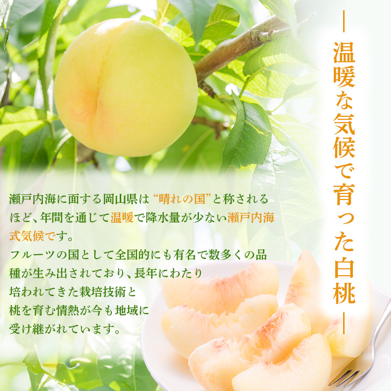 桃 2024年 先行予約 ご家庭用 白桃（晩生種）5～6玉 合計約1.5kg もも モモ 岡山県産 国産 フルーツ 果物 ギフト