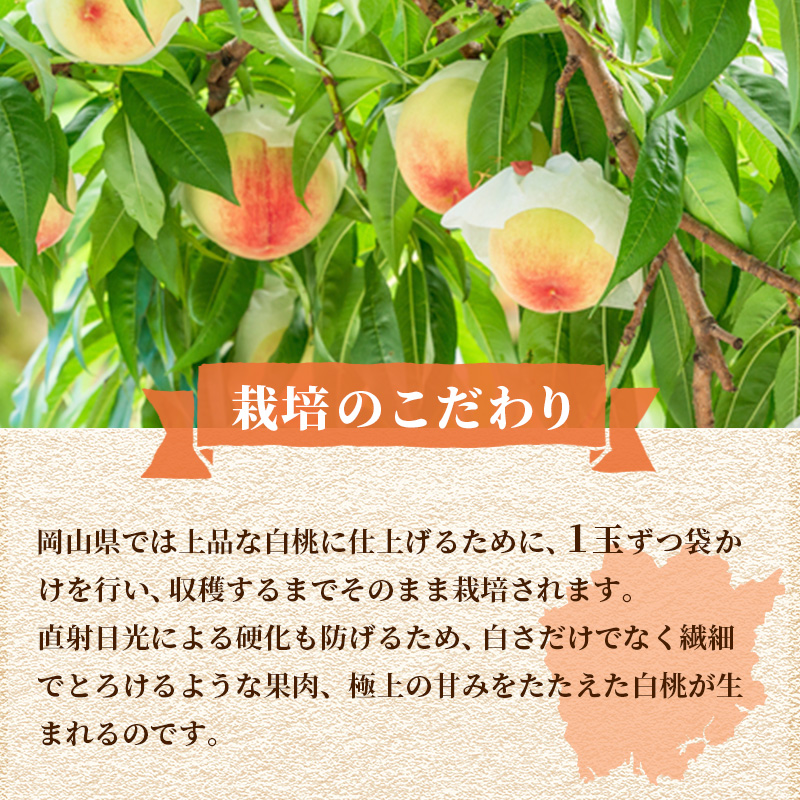 桃 2024年 先行予約 ご家庭用 白桃（晩生種）5～6玉 合計約1.5kg もも モモ 岡山県産 国産 フルーツ 果物 ギフト