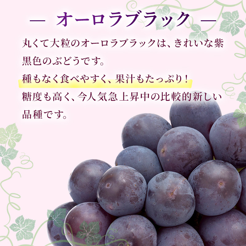 ぶどう 2025年 先行予約 ご家庭用 オーロラブラック 2～3房 合計約1.2kg ブドウ 葡萄  岡山県産 国産 フルーツ 果物 ギフト