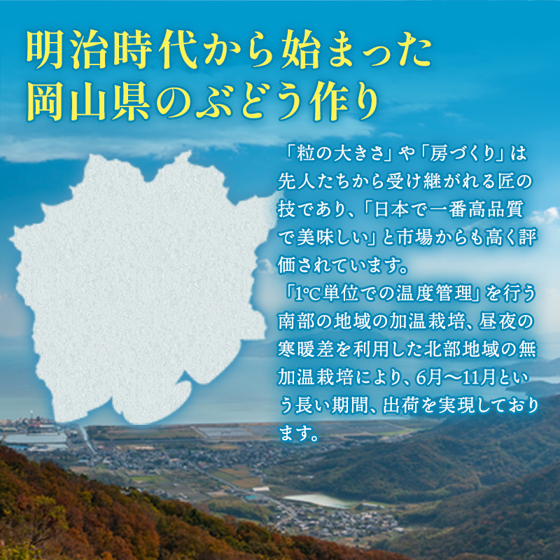 ぶどう 2024年 先行予約 シャイン マスカット 晴王 3房～6房 約2kg ブドウ 葡萄  岡山県産 国産 フルーツ 果物 ギフト