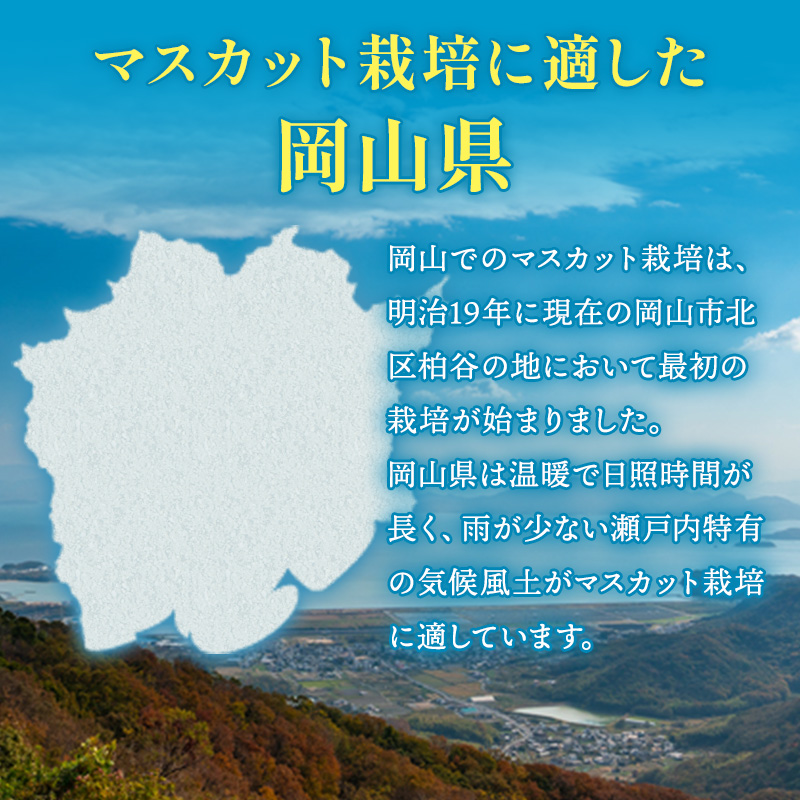 ぶどう 2024年 先行予約 マスカット ・オブ・アレキサンドリア 約600g×1房 ブドウ 葡萄  岡山県産 国産 フルーツ 果物 ギフト