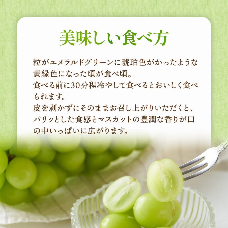 ぶどう 2024年 先行予約 マスカット ・オブ・アレキサンドリア 約600g×1房 ブドウ 葡萄  岡山県産 国産 フルーツ 果物 ギフト