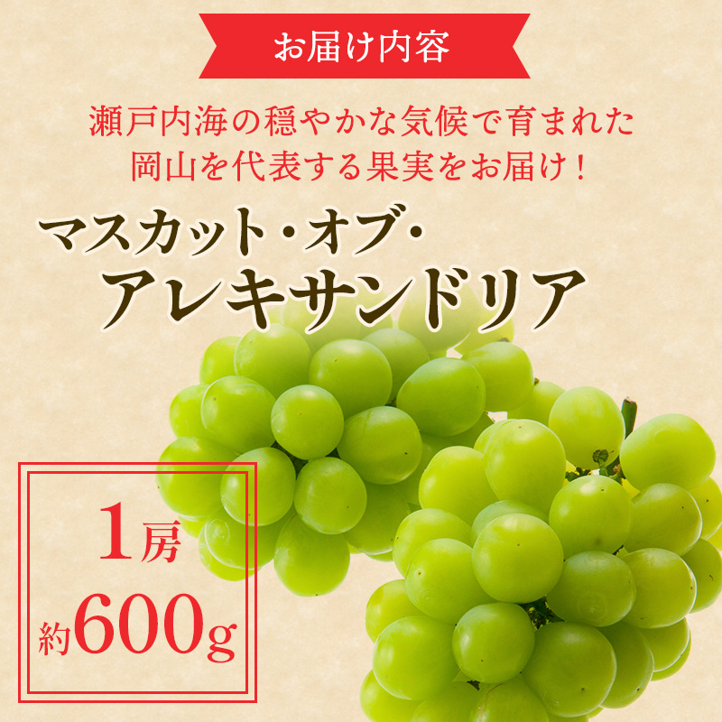 ぶどう 2024年 先行予約 マスカット ・オブ・アレキサンドリア 約600g×1房 ブドウ 葡萄  岡山県産 国産 フルーツ 果物 ギフト