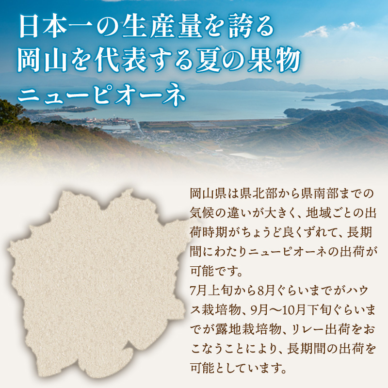 ぶどう 2024年 先行予約 ご家庭用 ニュー ピオーネ 3～6房 約2kg ブドウ 葡萄  岡山県産 国産 フルーツ 果物