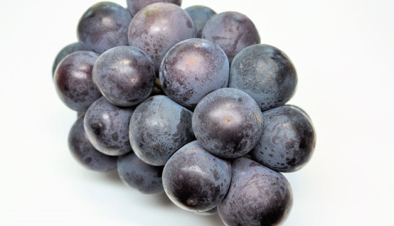 縺カ縺ゥ縺 2026蟷エ 蜈郁。御コ育エ 繧ェ繝シ繝ュ繝ゥ繝悶Λ繝繧ッ 2謌ソ (邏940ス) 蛹也イァ邂ア蜈・繧