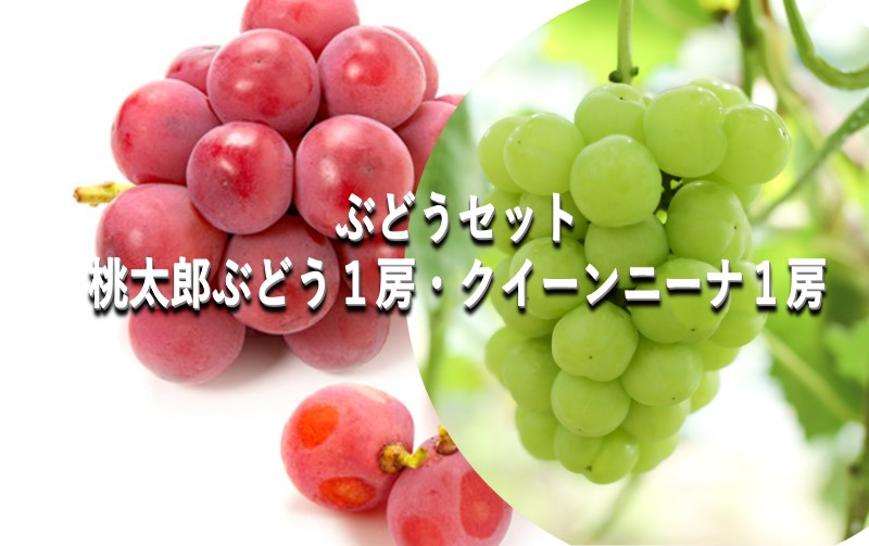 ぶどう 【2025年 早期受付】 ぶどうセット 桃太郎ぶどう 1房・ クイーンニーナ 1房 合計約1kg ブドウ 葡萄 岡山県産 国産 フルーツ 果物 ギフト