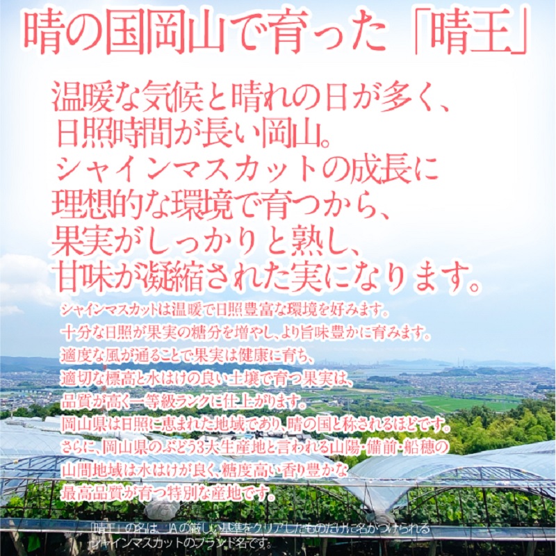 【2025年 予約受付中】 シャインマスカット 晴王 2房約1.15kg 7月～8月出荷/ 岡山県産 種無し 皮ごと食べる みずみずしい フレッシュ 晴れの国 おかやま 果物大国 彩美菜果