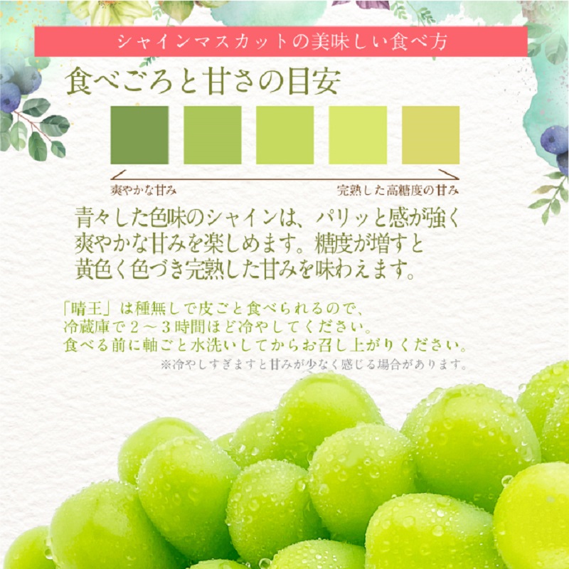 【2025年 予約受付中】 シャインマスカット 晴王 1房約620g 9月～10月出荷/ 岡山県産 種無し 皮ごと食べる みずみずしい フレッシュ 晴れの国 おかやま　 果物大国 彩美菜果