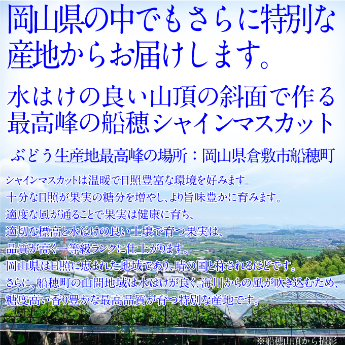 2025年予約受付中【2回定期便】 プレミアムシャインマスカット晴王1房約600g 人気 岡山県産 赤秀品  種無し 皮ごと食べる みずみずしい 9月・10月にお届け   ハレノフルーツ