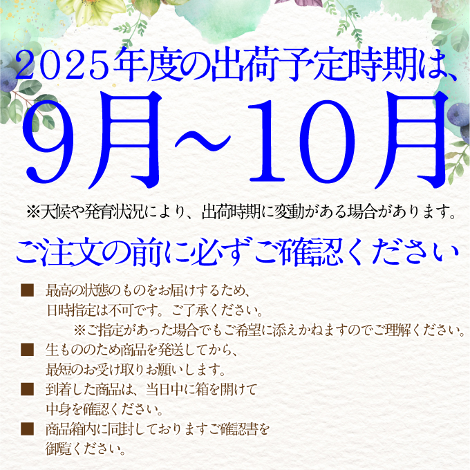 2025年予約受付中【2回定期便】 プレミアムシャインマスカット晴王1房約600g 人気 岡山県産 赤秀品  種無し 皮ごと食べる みずみずしい 9月・10月にお届け   ハレノフルーツ