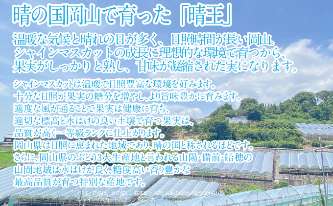 2025年 先行予約受付中 シャインマスカット晴王2房 約1.3kg 岡山県産 種無し 皮ごと食べる みずみずしい 甘い フレッシュ 瀬戸内 晴れの国 おかやま 果物大国 ハレノフルーツ