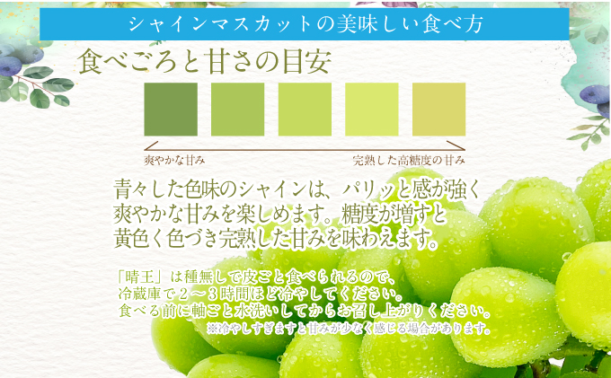 2025年 先行予約受付中 シャインマスカット晴王2房 約1.3kg 岡山県産 種無し 皮ごと食べる みずみずしい 甘い フレッシュ 瀬戸内 晴れの国 おかやま 果物大国 ハレノフルーツ